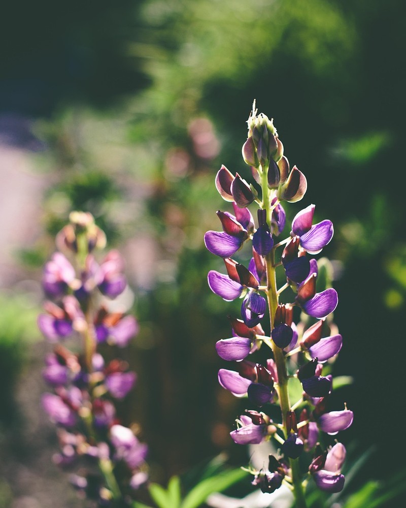 Deux tiges de fleurs violettes côte à côte, dans la lumière du soir
